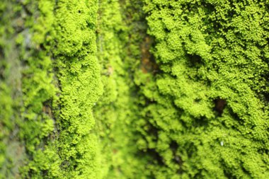 Makro duvarda yosun var.