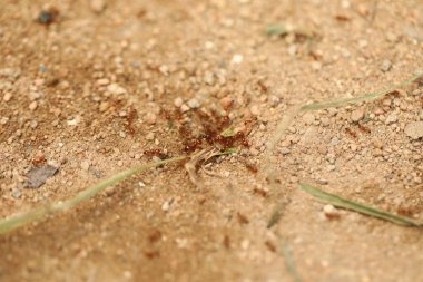 Red Ants Busy on the Mud clipart