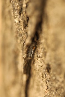 Tırtıl Çiçek sapında Yürüyor