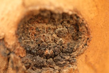 Ağaç Gövdesi deseni makro çekim