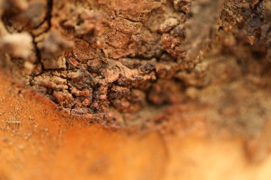 Ağaç Gövdesi deseni makro çekim