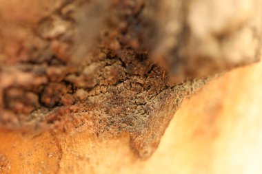 Ağaç Gövdesi deseni makro çekim