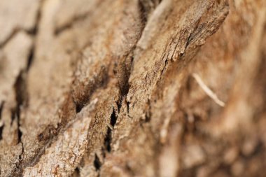 Ağaç Gövdesi deseni makro çekim