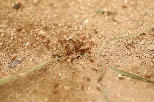 Stock image Red Ants Busy on the Mud