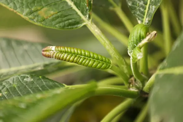 stock image Indian Medicated Plants macro shot