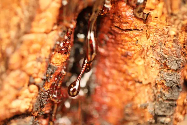 stock image Gum on a Dry Tree