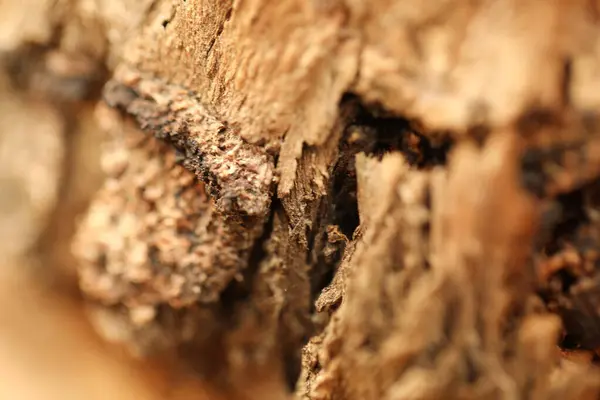 stock image Tree Trunk texture macro shot