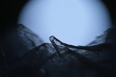 Saydam sayfa silueti Macro çekimi