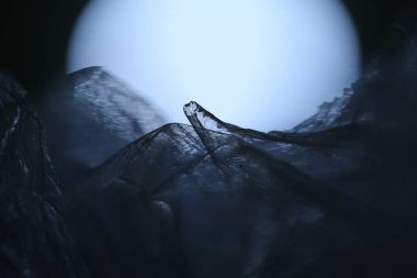 Saydam sayfa silueti Macro çekimi