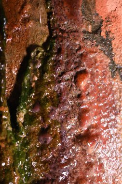 Islak duvar Macro 'sunda yosun.