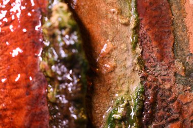 Islak duvar Macro 'sunda yosun.