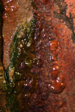 Islak duvar Macro 'sunda yosun.