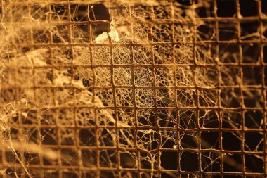 Eski Metal Ağ 'da Örümcek Ağı