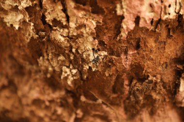 Ağaç Gövdesi deseni makro çekim