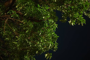 Leaves in garden night