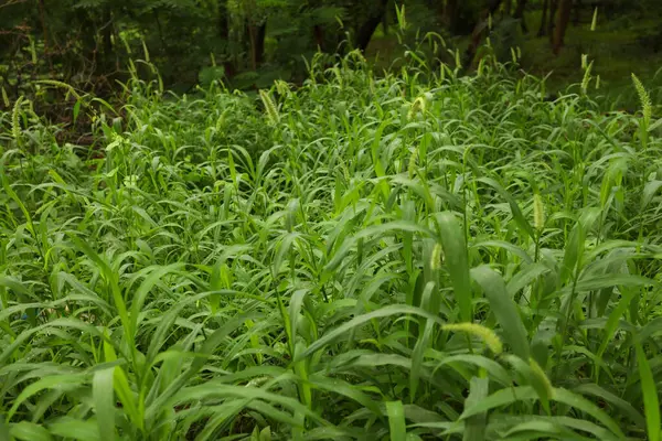 stock image Indian Medicated Plants macro shot