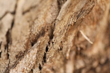 Ağaç Gövdesi deseni makro çekim