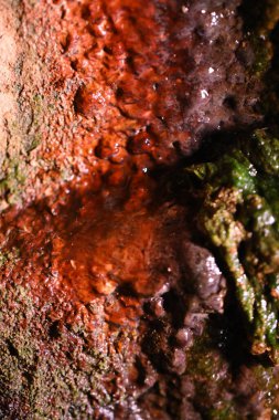 Islak duvar Macro 'sunda yosun.