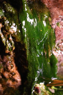 Islak duvar Macro 'sunda yosun.