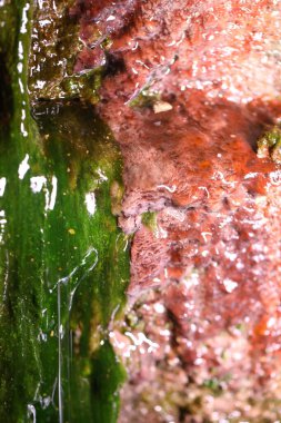 Islak duvar Macro 'sunda yosun.