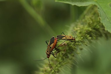 Bir bitkinin üzerinde çiftleşen böcekler