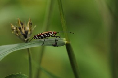 Insect Fly on a Plant