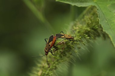 Bir bitkinin üzerinde çiftleşen böcekler