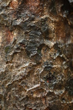Islak ağaç gövdesi dokusu makro çekim