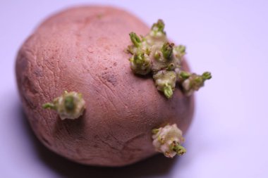 Closeup shot of a Growing Potato clipart