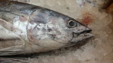 Teknede Ölü Balık Bedeni