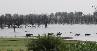 Buffalo in a Mud Water at Rural area