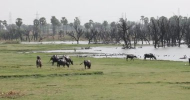 Buffalo in a Mud Water at Rural area