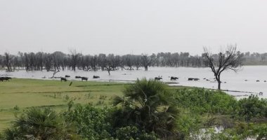 Buffalo in a Mud Water at Rural area