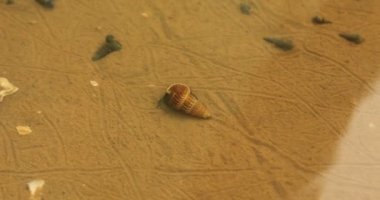 Korna boynuzlu salyangoz suda.