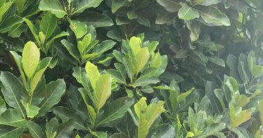 Hint İlacı Yaprak Makro Vuruşu