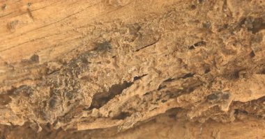 Hindistan 'daki ağaçta kırmızı karıncalar