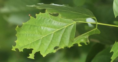 Hint İlacı Yaprak Makro Vuruşu
