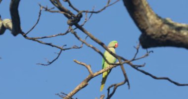 ağaç üzerindeki yeşil papağan