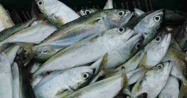 Teknede Ölü Balıklar