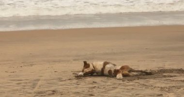 Sahildeki Sokak Köpekleri