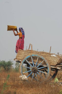 Hyderabad Tarlalarında çalışan Hintli Kadın 25 Mayıs 2025