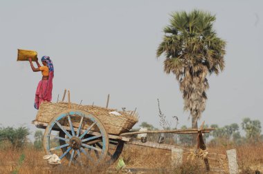 Hyderabad Tarlalarında çalışan Hintli Kadın 25 Mayıs 2025