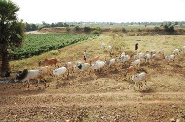 Hyderabad Köyü 'nde İnekli Kadın Çiftçi 25 Mayıs 2025