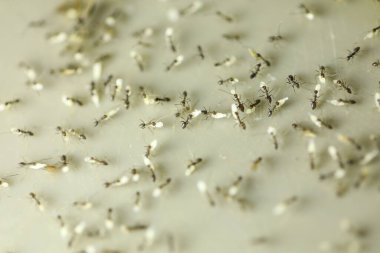 Yiyeceği olan siyah karıncalar