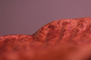 Ağaç Yaprağındaki Virüs