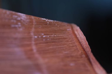 Ağaç Yaprağındaki Virüs