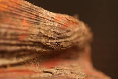 Ağaç Yaprağındaki Virüs