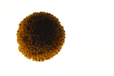 Hint Tıbbı Meyve Stüdyosu