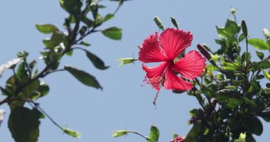 Dolu Açan Kırmızı Hibiscus Çiçeği