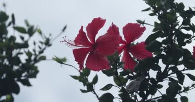 Dolu Açan Kırmızı Hibiscus Çiçeği